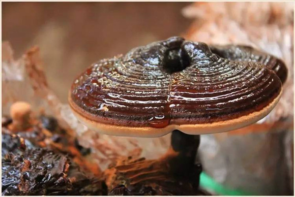 靈芝泡水能降血壓嗎 靈芝泡水能降尿酸嗎 靈芝泡水能降血壓嗎 靈芝泡水能降尿酸嗎