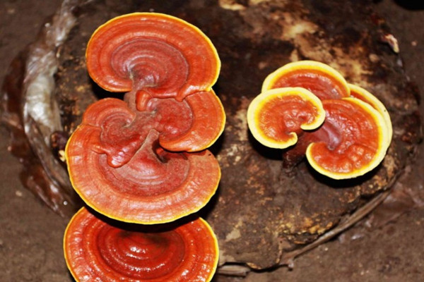 靈芝有保質(zhì)期嗎 靈芝怎么保存 靈芝有保質(zhì)期嗎 靈芝怎么保存