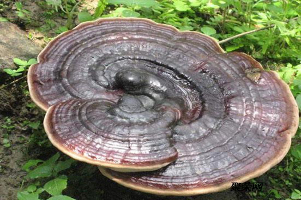 靈芝有保質(zhì)期嗎 靈芝怎么保存 靈芝有保質(zhì)期嗎 靈芝怎么保存