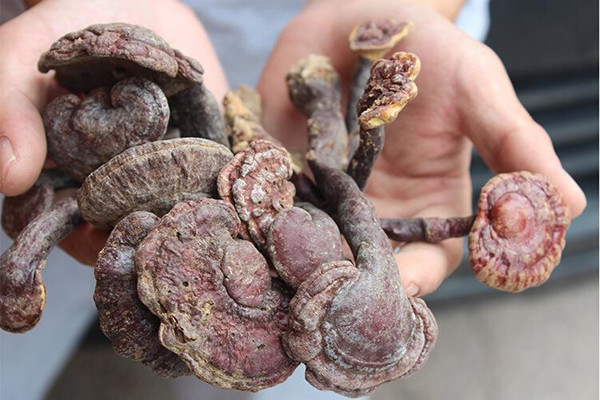 靈芝有助于睡眠嗎 靈芝可以抗癌癥嗎 靈芝有助于睡眠嗎 靈芝可以抗癌癥嗎