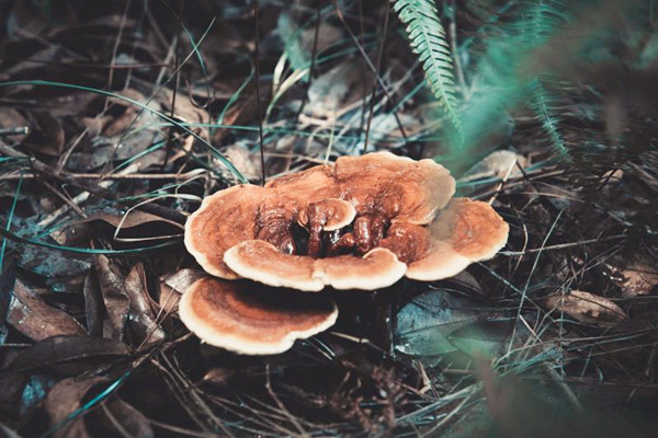 靈芝有助于睡眠嗎 靈芝可以抗癌癥嗎 靈芝有助于睡眠嗎 靈芝可以抗癌癥嗎