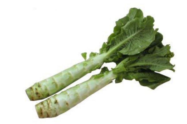 萵苣是感光食物嗎 萵苣是萵筍嗎 萵苣是感光食物嗎 萵苣是萵筍嗎