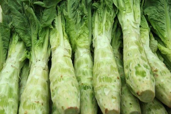 萵苣會(huì)不會(huì)回奶 萵苣會(huì)引起脹氣嗎 萵苣會(huì)不會(huì)回奶 萵苣會(huì)引起脹氣嗎