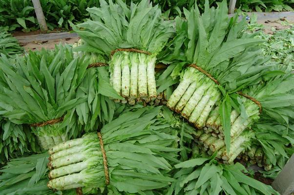 萵苣的葉子是油麥菜嗎 萵苣是寒性還是熱性 萵苣的葉子是油麥菜嗎 萵苣是寒性還是熱性