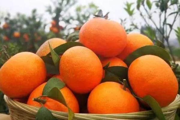 沃柑的營(yíng)養(yǎng)成分 沃柑的分級(jí) 沃柑的營(yíng)養(yǎng)成分 沃柑的分級(jí)