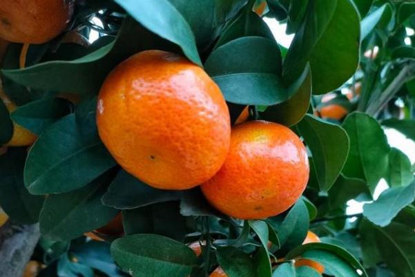 沃柑幾月份成熟上市 沃柑的功效與作用 沃柑幾月份成熟上市 沃柑的功效與作用