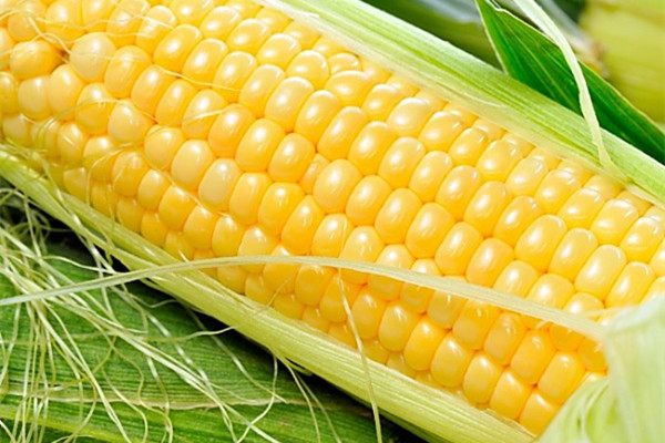 玉米煮多久能煮熟 玉米怎么看煮熟沒熟 玉米煮多久能煮熟 玉米怎么看煮熟沒熟