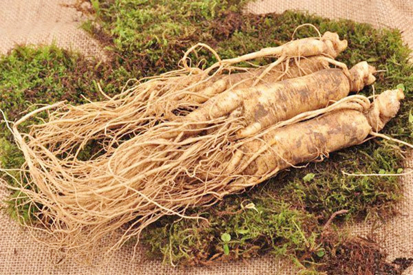 長(zhǎng)白山人參可以燉雞嗎 長(zhǎng)白山人參燉雞怎么燉 長(zhǎng)白山人參可以燉雞嗎 長(zhǎng)白山人參燉雞怎么燉