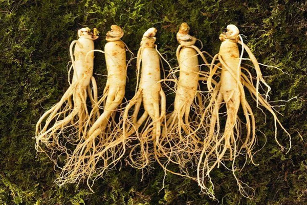 長(zhǎng)白山人參可以燉雞嗎 長(zhǎng)白山人參燉雞怎么燉 長(zhǎng)白山人參可以燉雞嗎 長(zhǎng)白山人參燉雞怎么燉