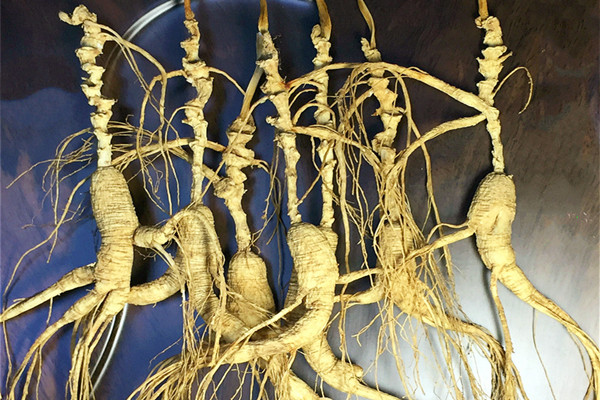 長白山人參可以泡酒嗎 長白山人參怎么泡酒 長白山人參可以泡酒嗎 長白山人參怎么泡酒