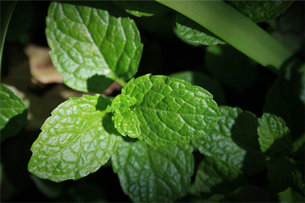 薄荷可以緩解頭疼嗎 薄荷對(duì)感冒有用嗎 薄荷可以緩解頭疼嗎 薄荷對(duì)感冒有用嗎