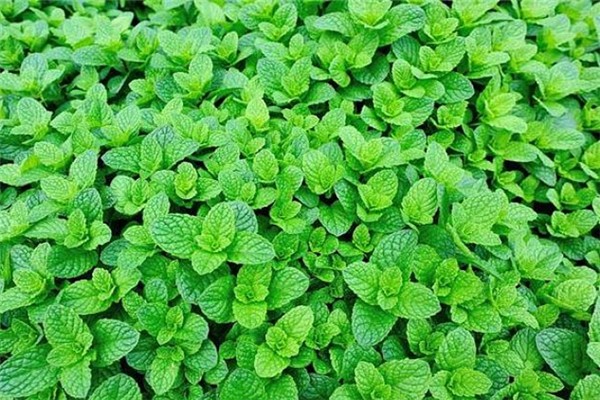 薄荷泡水放多少合適 薄荷泡水喝有什么禁忌 薄荷泡水放多少合適 薄荷泡水喝有什么禁忌
