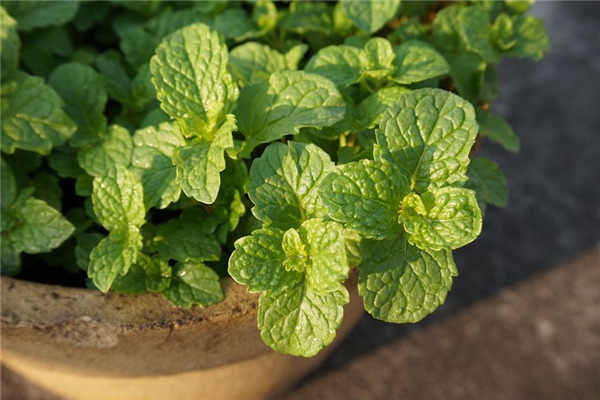 薄荷用于風(fēng)寒還是風(fēng)熱 薄荷可以止咳化痰嗎 薄荷用于風(fēng)寒還是風(fēng)熱 薄荷可以止咳化痰嗎