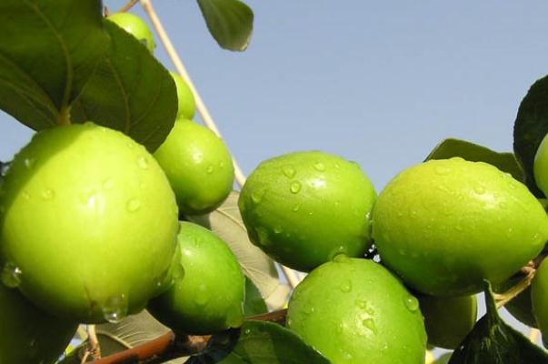 牛奶棗有點澀怎么處理 新鮮牛奶棗怎么保存 牛奶棗有點澀怎么處理 新鮮牛奶棗怎么保存