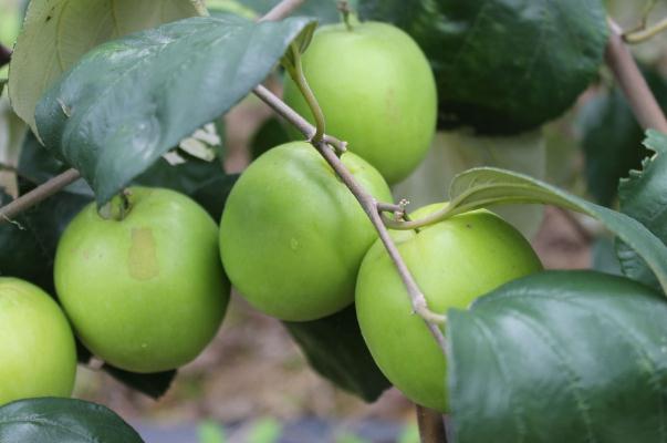 牛奶棗可以放多久 牛奶棗一次可以吃幾個 牛奶棗可以放多久 牛奶棗一次可以吃幾個