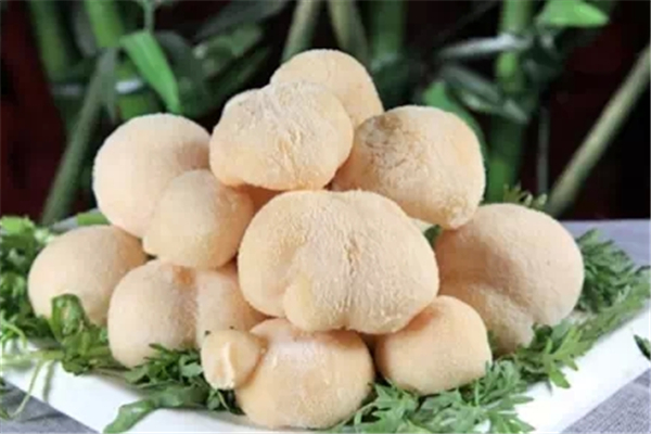 猴頭菇有苦味是什么原因 猴頭菇苦能吃嗎 猴頭菇有苦味是什么原因 猴頭菇苦能吃嗎