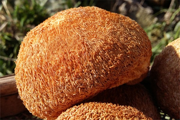 猴頭菇發(fā)白是不是霉了 猴頭菇怎么看它是不是變質(zhì) 猴頭菇發(fā)白是不是霉了 猴頭菇怎么看它是不是變質(zhì)