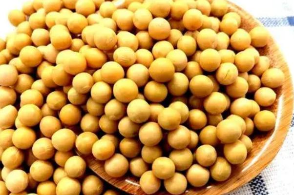 黃豆有黃體酮嗎 吃黃豆可以補(bǔ)黃體酮嗎 黃豆有黃體酮嗎 吃黃豆可以補(bǔ)黃體酮嗎