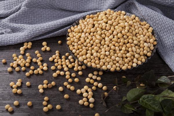 黃豆有黃體酮嗎 吃黃豆可以補(bǔ)黃體酮嗎 黃豆有黃體酮嗎 吃黃豆可以補(bǔ)黃體酮嗎