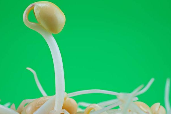 豆芽孕婦可以吃嗎 豆芽孕婦吃了有什么好處 豆芽孕婦可以吃嗎 豆芽孕婦吃了有什么好處