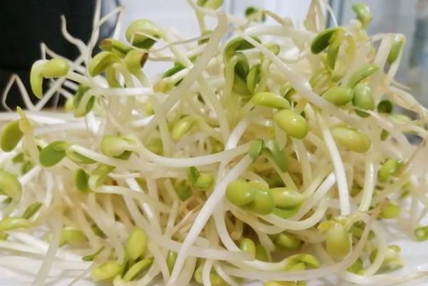 豆芽是什么季節(jié)的菜 豆芽是用什么豆發(fā)出來(lái)的 豆芽是什么季節(jié)的菜 豆芽是用什么豆發(fā)出來(lái)的