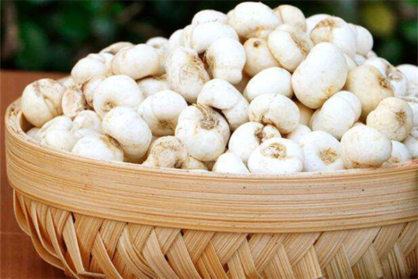 平貝母可以燉雪梨嗎 平貝母煮梨多久能吃 平貝母可以燉雪梨嗎 平貝母煮梨多久能吃