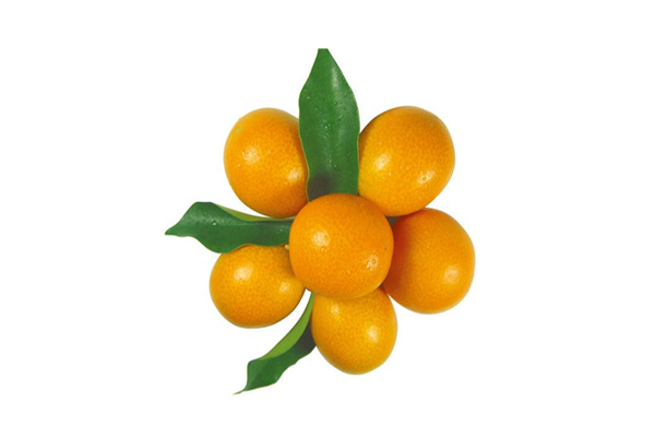 金桔的皮能不能吃 金桔的皮吃了好嗎 金桔的皮能不能吃 金桔的皮吃了好嗎