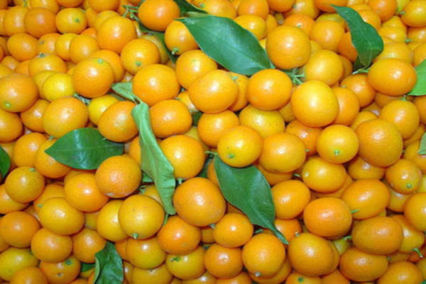 金桔可以空腹吃嗎 金桔飯前吃還是飯后吃 金桔可以空腹吃嗎 金桔飯前吃還是飯后吃