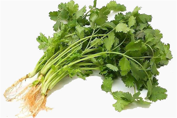 香菜為什么有人不喜歡 香菜吃了會(huì)過(guò)敏嗎 香菜為什么有人不喜歡 香菜吃了會(huì)過(guò)敏嗎