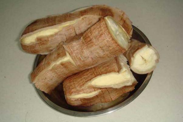 木薯的禁忌和副作用 木薯的產(chǎn)地在哪里 木薯的禁忌和副作用 木薯的產(chǎn)地在哪里