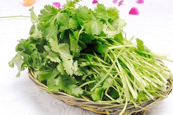 香菜降血壓嗎 香菜吃了對(duì)身體有什么好處