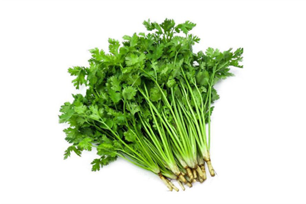 香菜為什么有人不喜歡 香菜吃了會(huì)過(guò)敏嗎 香菜為什么有人不喜歡 香菜吃了會(huì)過(guò)敏嗎