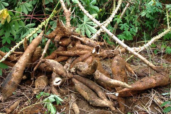 木薯的禁忌和副作用 木薯的產(chǎn)地在哪里 木薯的禁忌和副作用 木薯的產(chǎn)地在哪里