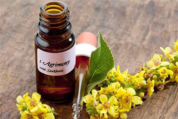 單方精油怎么調(diào)配 單方精油用什么基礎(chǔ)油 單方精油怎么調(diào)配 單方精油用什么基礎(chǔ)油