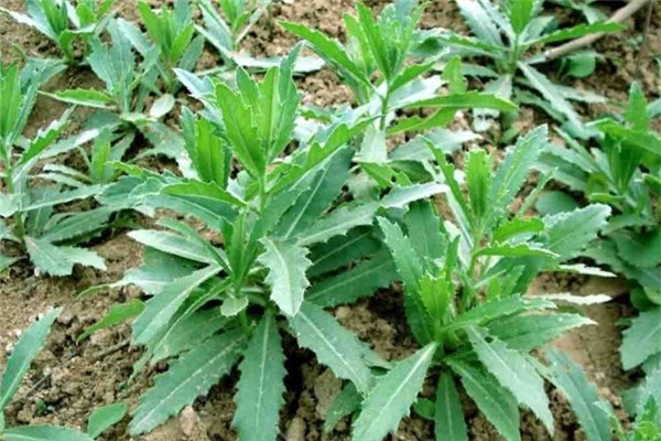 薺薺菜的作用與功效 薺薺菜長(zhǎng)什么樣子 薺薺菜的作用與功效 薺薺菜長(zhǎng)什么樣子