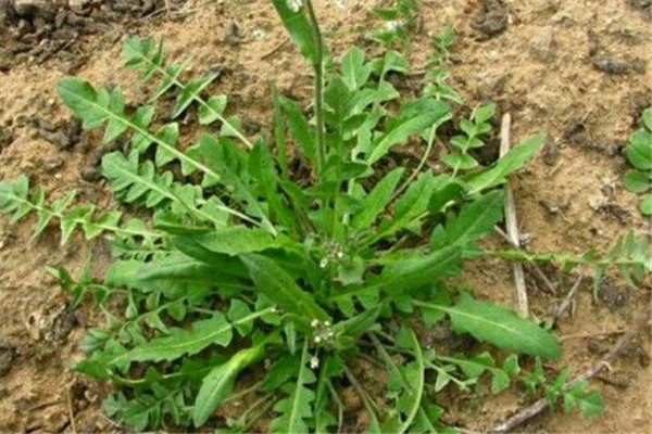 薺薺菜的作用與功效 薺薺菜長(zhǎng)什么樣子 薺薺菜的作用與功效 薺薺菜長(zhǎng)什么樣子