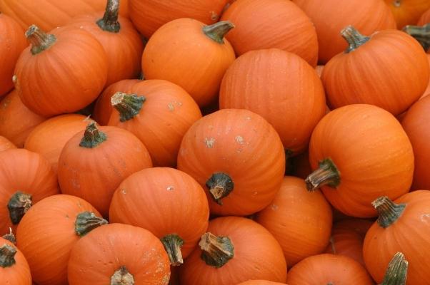 南瓜是粗糧嗎 南瓜是蔬菜嗎 南瓜是粗糧嗎 南瓜是蔬菜嗎