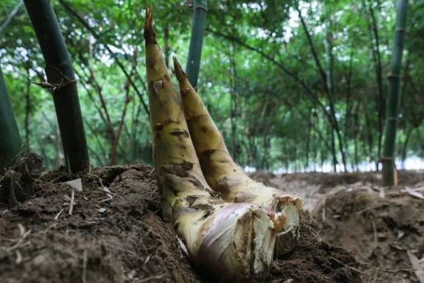 春筍要?jiǎng)兊绞裁闯潭?春筍要怎么保存 春筍要?jiǎng)兊绞裁闯潭?春筍要怎么保存