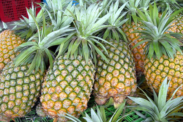 菠蘿會不會回奶 菠蘿可以美白淡斑嗎 菠蘿會不會回奶 菠蘿可以美白淡斑嗎