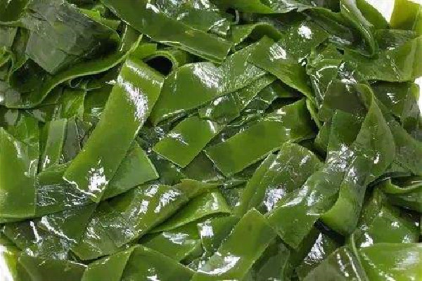 裙帶菜可以隔夜吃嗎 裙帶菜可以涮火鍋嗎 裙帶菜可以隔夜吃嗎 裙帶菜可以涮火鍋嗎