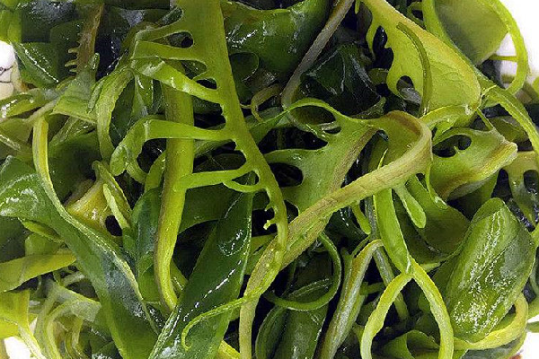 裙帶菜長白毛還能吃嗎 裙帶菜可以保存多久 裙帶菜長白毛還能吃嗎 裙帶菜可以保存多久
