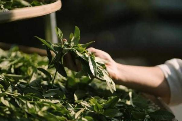 巖茶孕婦可以喝嗎 巖茶的特點(diǎn)和口感 巖茶孕婦可以喝嗎 巖茶的特點(diǎn)和口感