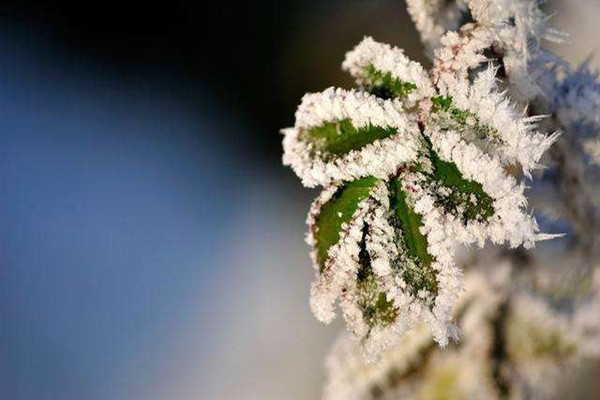 小寒節(jié)氣適合搬家嗎 小寒節(jié)氣怎么養(yǎng)生 小寒節(jié)氣適合搬家嗎 小寒節(jié)氣怎么養(yǎng)生