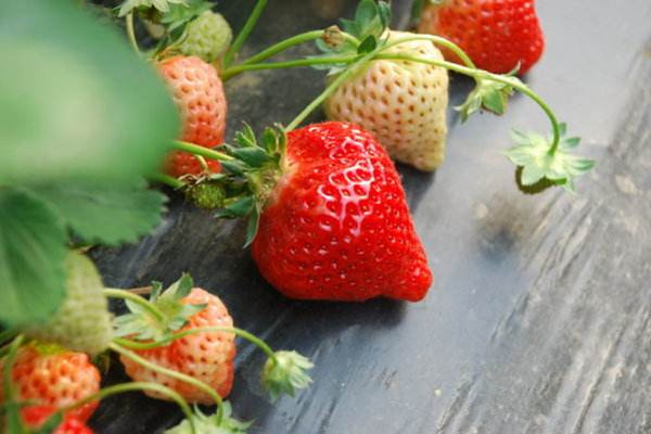 草莓會(huì)不會(huì)上火 草莓吃了會(huì)拉肚子嗎 草莓會(huì)不會(huì)上火 草莓吃了會(huì)拉肚子嗎