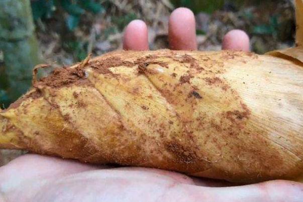 冬筍的功效和作用 冬筍每斤40元價(jià)格貴過(guò)肉 冬筍的功效和作用 冬筍每斤40元價(jià)格貴過(guò)肉