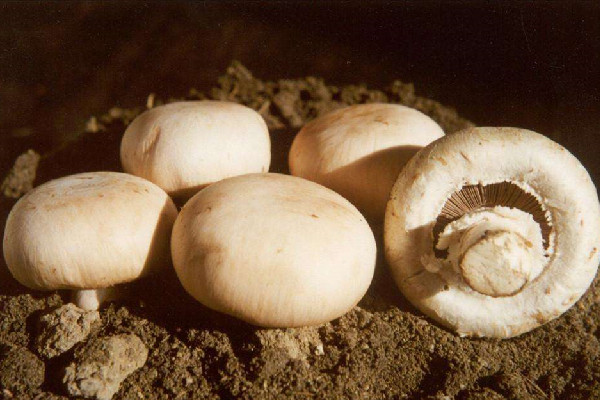 蘑菇有毒無(wú)毒怎么區(qū)分 蘑菇怎么吃不會(huì)中毒 蘑菇有毒無(wú)毒怎么區(qū)分 蘑菇怎么吃不會(huì)中毒