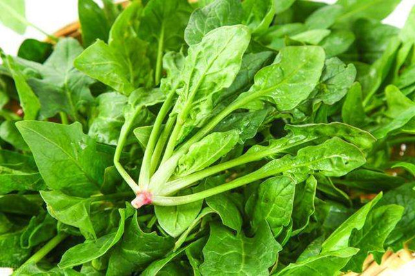 菠菜是否要焯水 菠菜不焯水可以吃嗎 菠菜是否要焯水 菠菜不焯水可以吃嗎