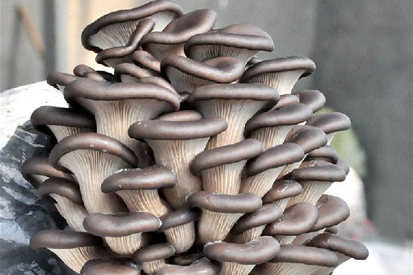 姬菇和平菇的區(qū)別 姬菇和平菇哪個(gè)營養(yǎng)價(jià)值高