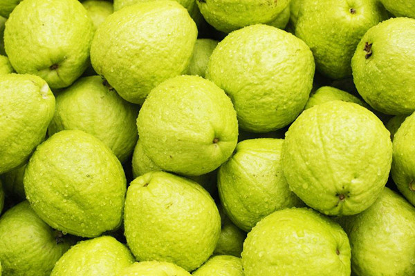 番石榴是熱性的嗎 番石榴是哪個(gè)季節(jié)的水果 番石榴是熱性的嗎 番石榴是哪個(gè)季節(jié)的水果