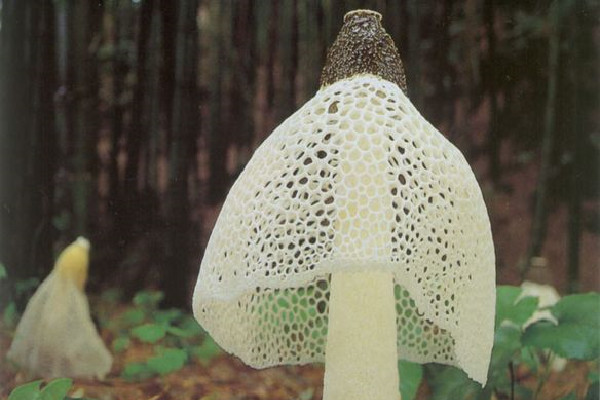 竹蓀味道怪怪的可以吃嗎 竹蓀變質(zhì)是什么樣子 竹蓀味道怪怪的可以吃嗎 竹蓀變質(zhì)是什么樣子